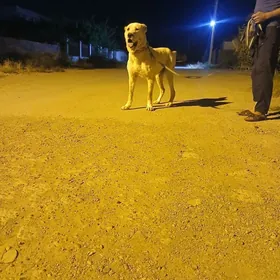 Akbay