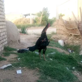 horaz