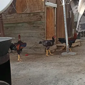 taşkent horoz