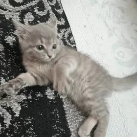 çaga pişik