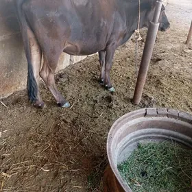 gysyr sygyr
