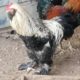 horaz