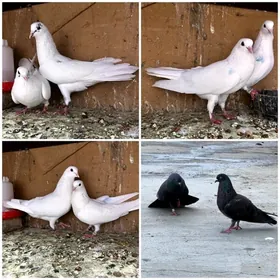 kepderi
