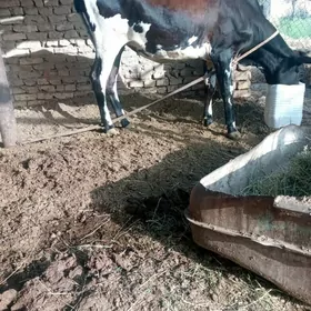 göle