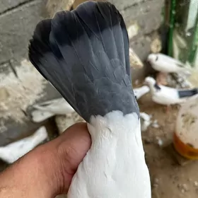 kepderi