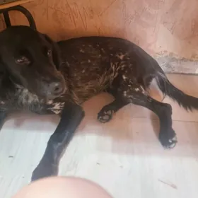 Собака