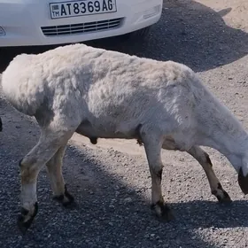GARASARNA GOÇ