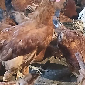 horazlar