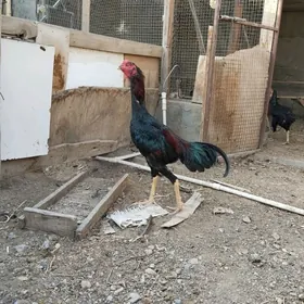 taşkent horaz