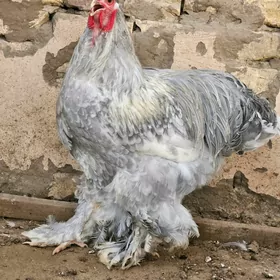 brama kül mramyr