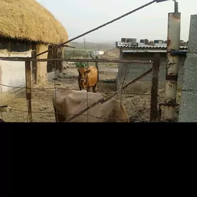sygyr