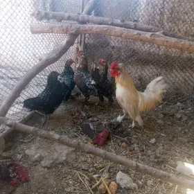 yaponcikler