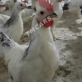 товук.   цуце
