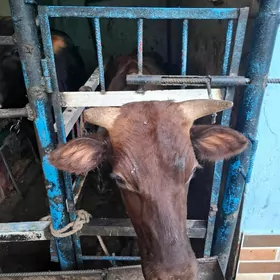 Göle