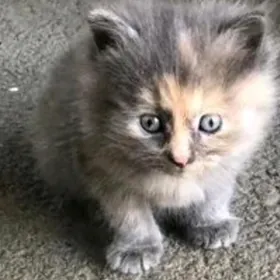 pişik кошка