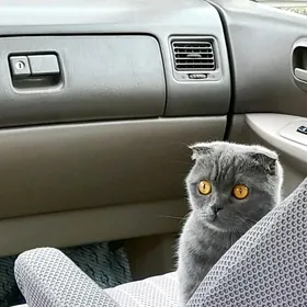 шотландский кот