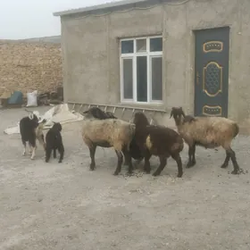 goyun geci ownuk mal