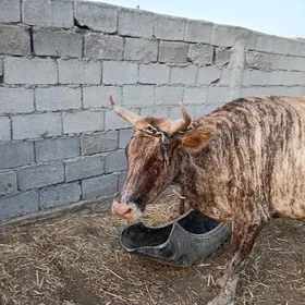 goleli sygyr