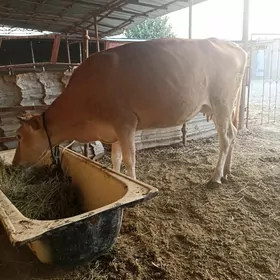 goleli