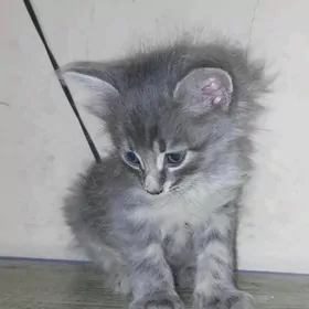отдам котенка
