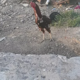 taskent horaz