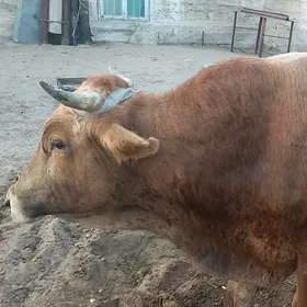 öküz
