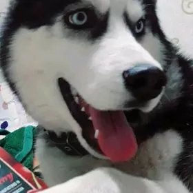 Husky