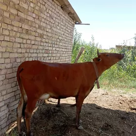 Göleli sygyr