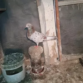 kepderi