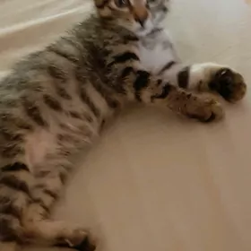 отдам котят
