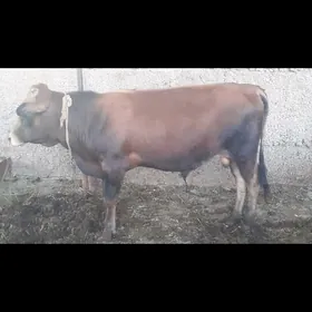 Ökúz