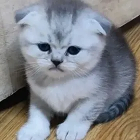 Шотландские-шиншиловые 