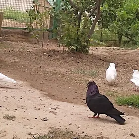 KEPDERI