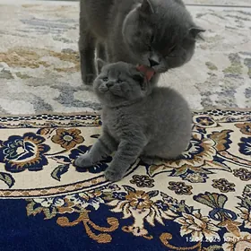 pişik, кошка