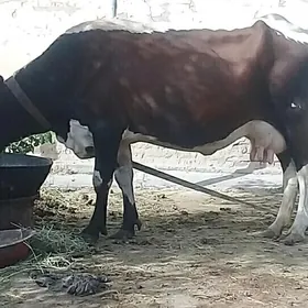 gysyr sygyr