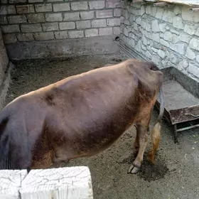 sygyr