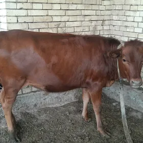 bakylan gulojun