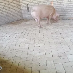donuz
