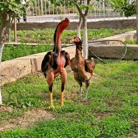 Taşkent horoz