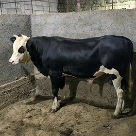 OKZLER ELÌN BAKYLAN