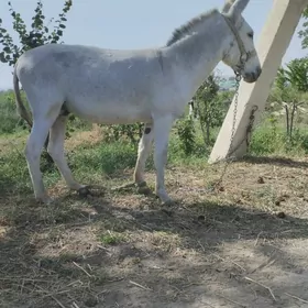 Eşek