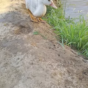 нусгус жуже