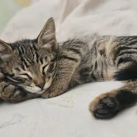 кошка