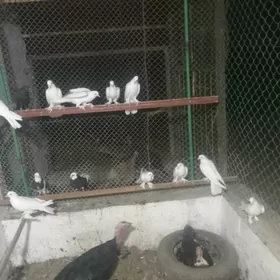 kepderi