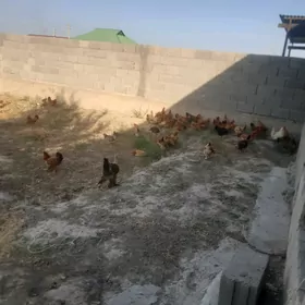 Turkmen towuk