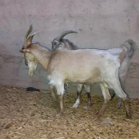 Mitis teke