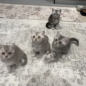 Шотландские котята
