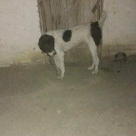 garabas