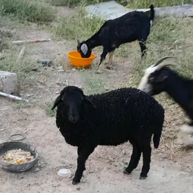 Tokly çebiş