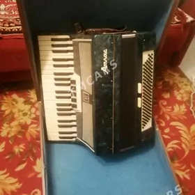 аккердион